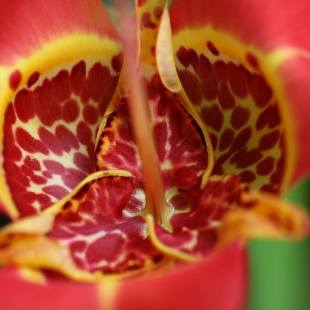 Tigridia pavonia Speciosa - Tijgerbloem
