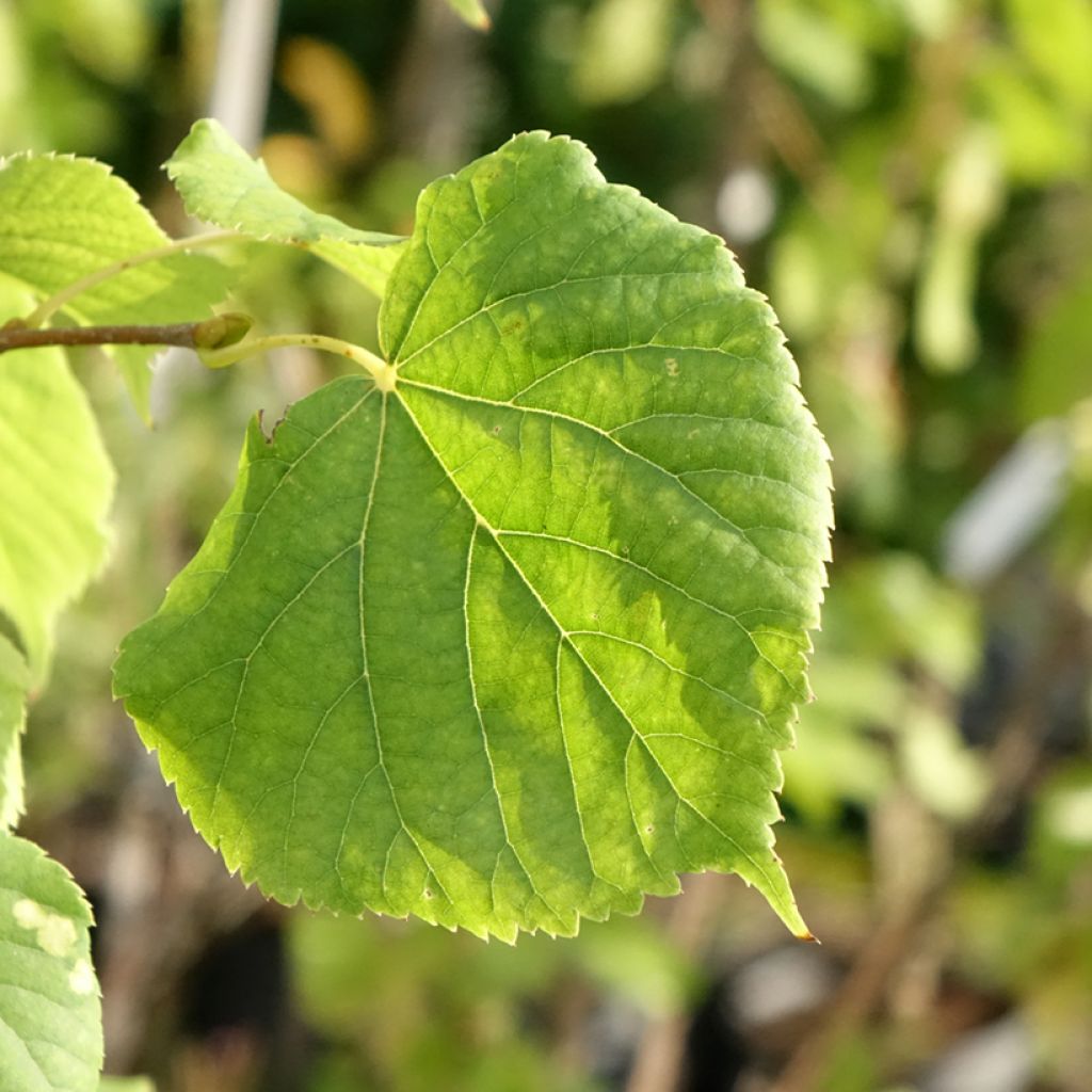 Tilia cordata Swedish Upright - Winterlinde