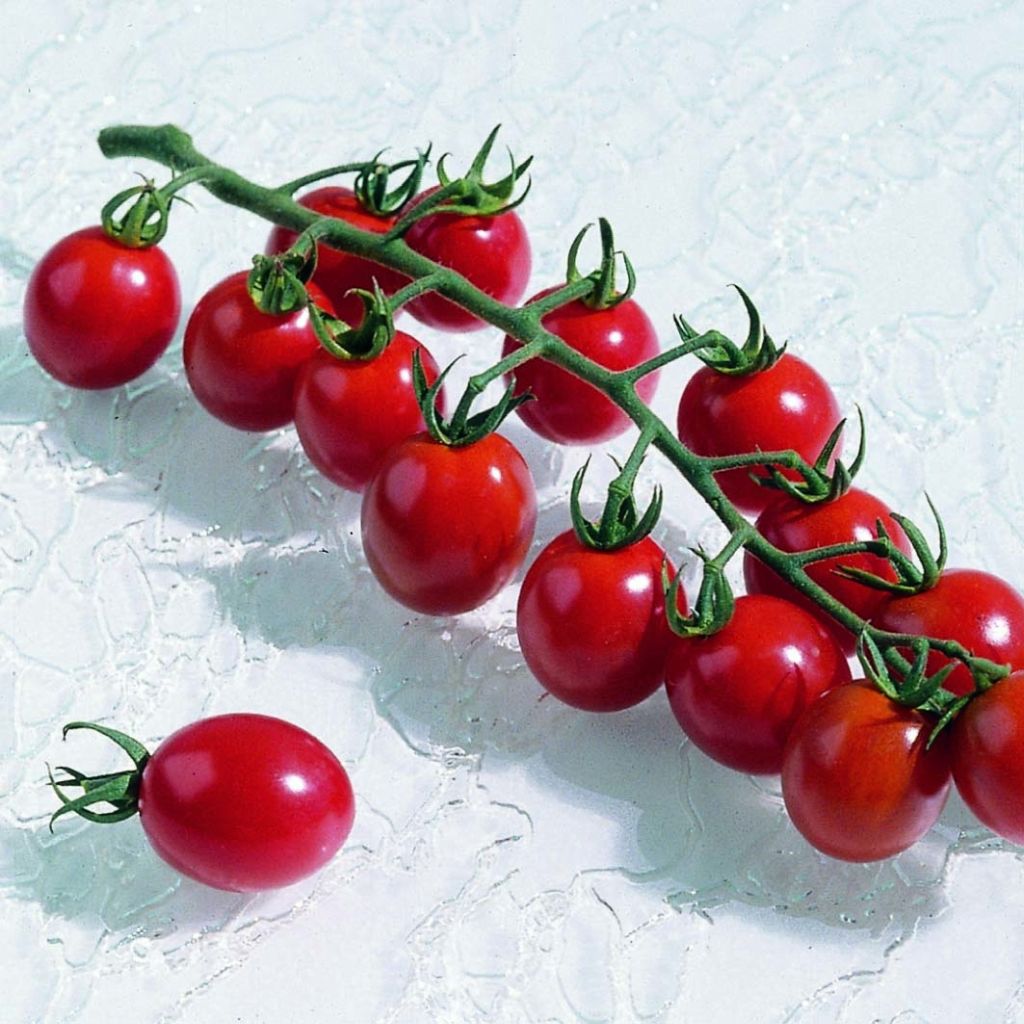 Cherrytomaat Apero F1 (jonge planten)