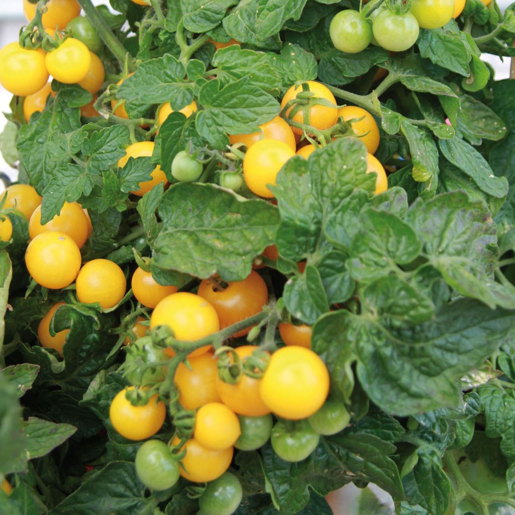 Cherrytomaat Pendulina Yellow (jonge planten)
