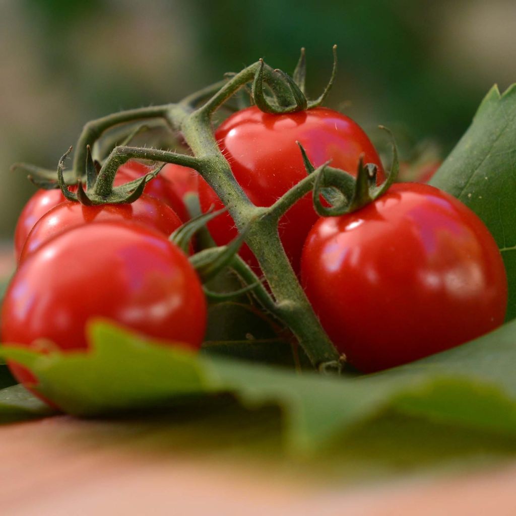 Cherrytomat Harmony F1 geënt (jonge planten - geënt)