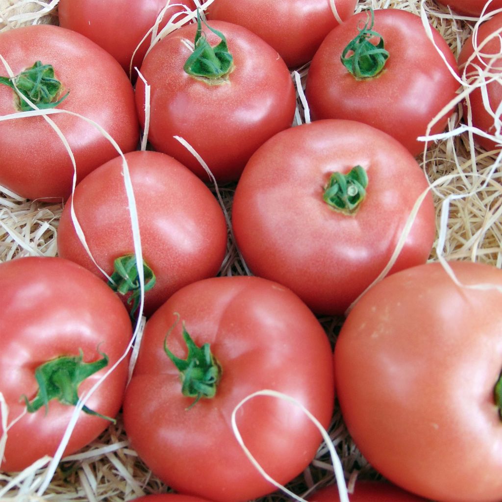 Tomaat Honey Moon F1