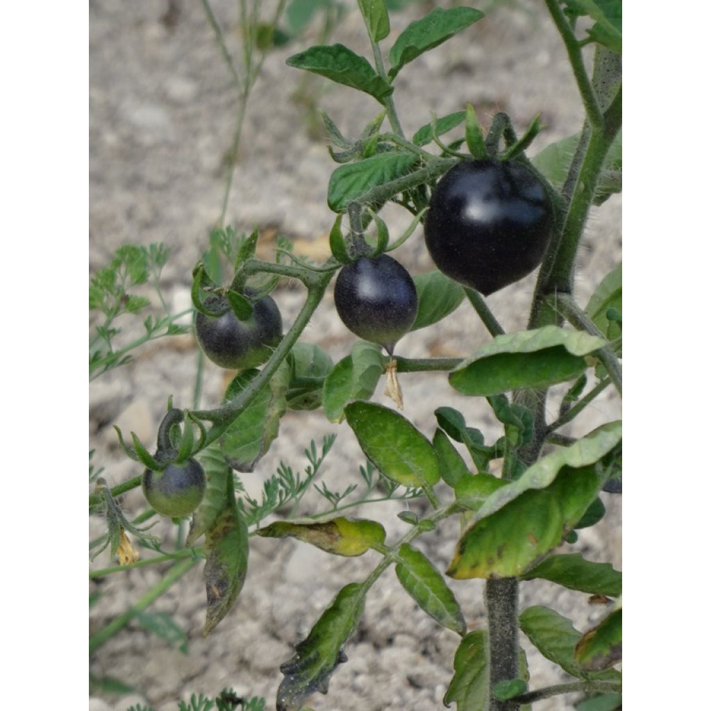 Cherrytomaat Black Cherry (jonge planten)
