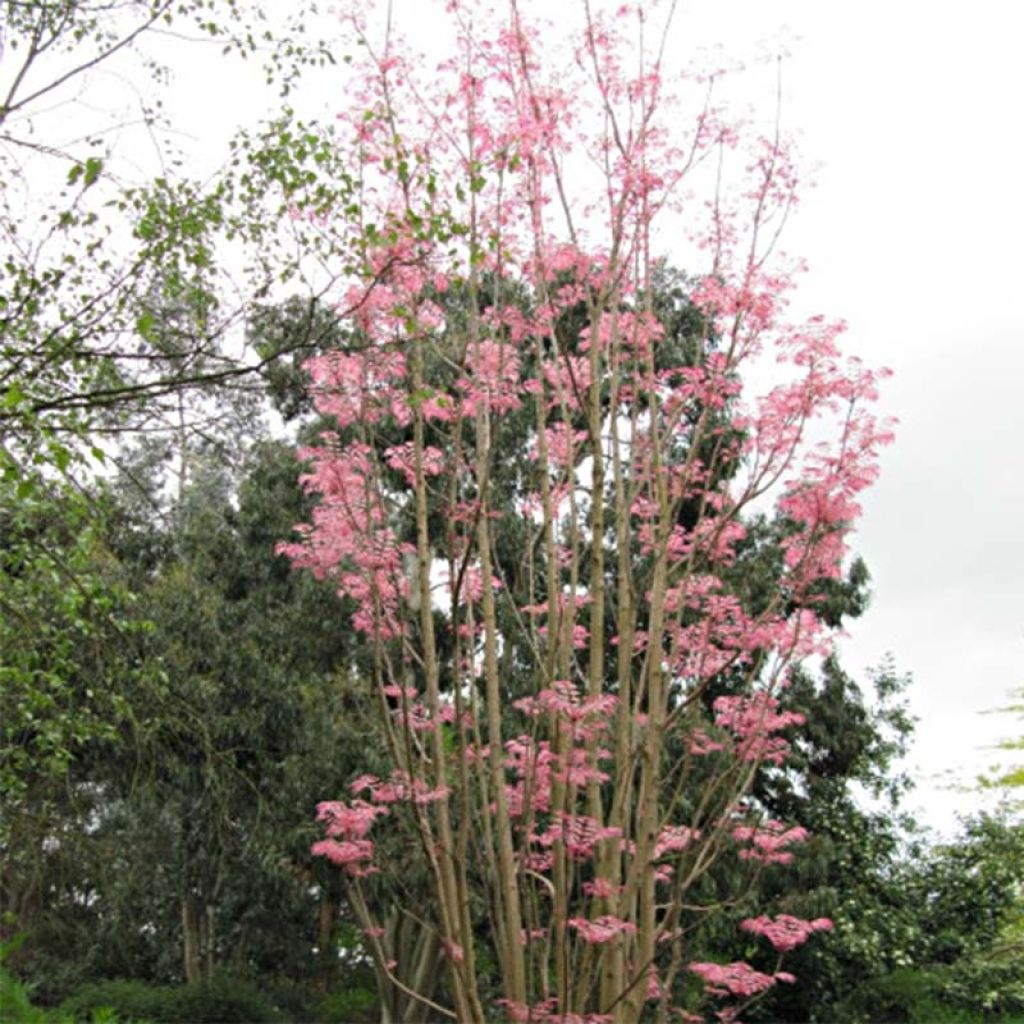 Toona sinensis Flamingo - Chinese mahonieboom