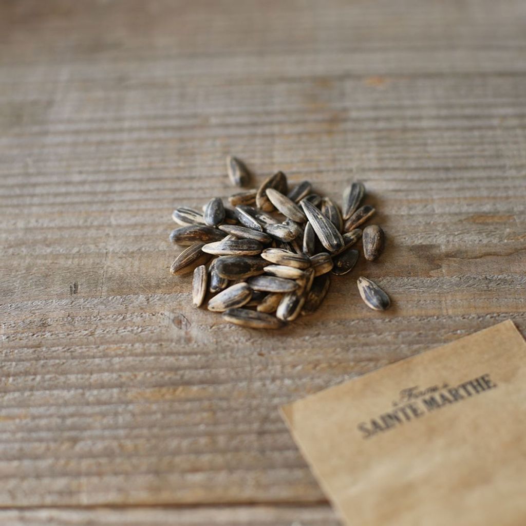 Reuzenzonnebloem Giganteus BIO (zaad)