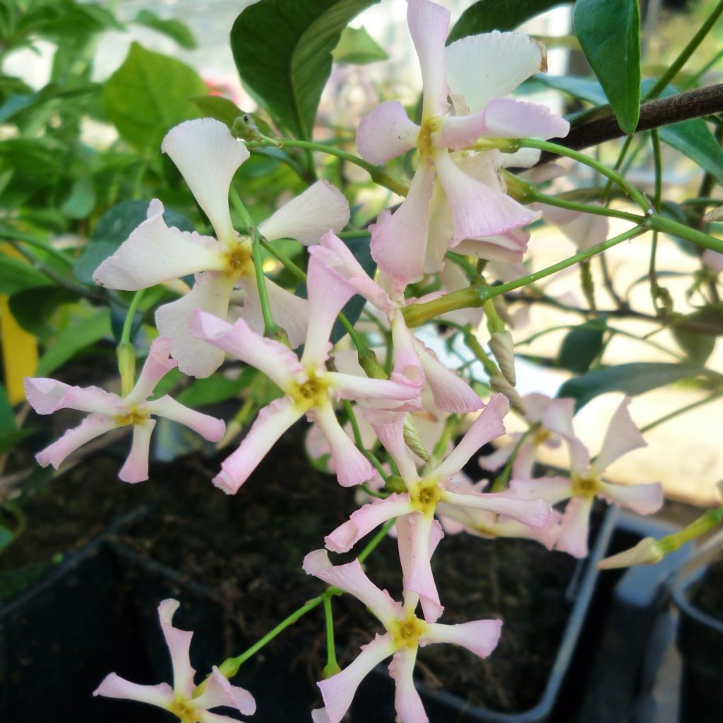 Trachelospermum asiaticum Pink Showers - Japanse sterjasmijn