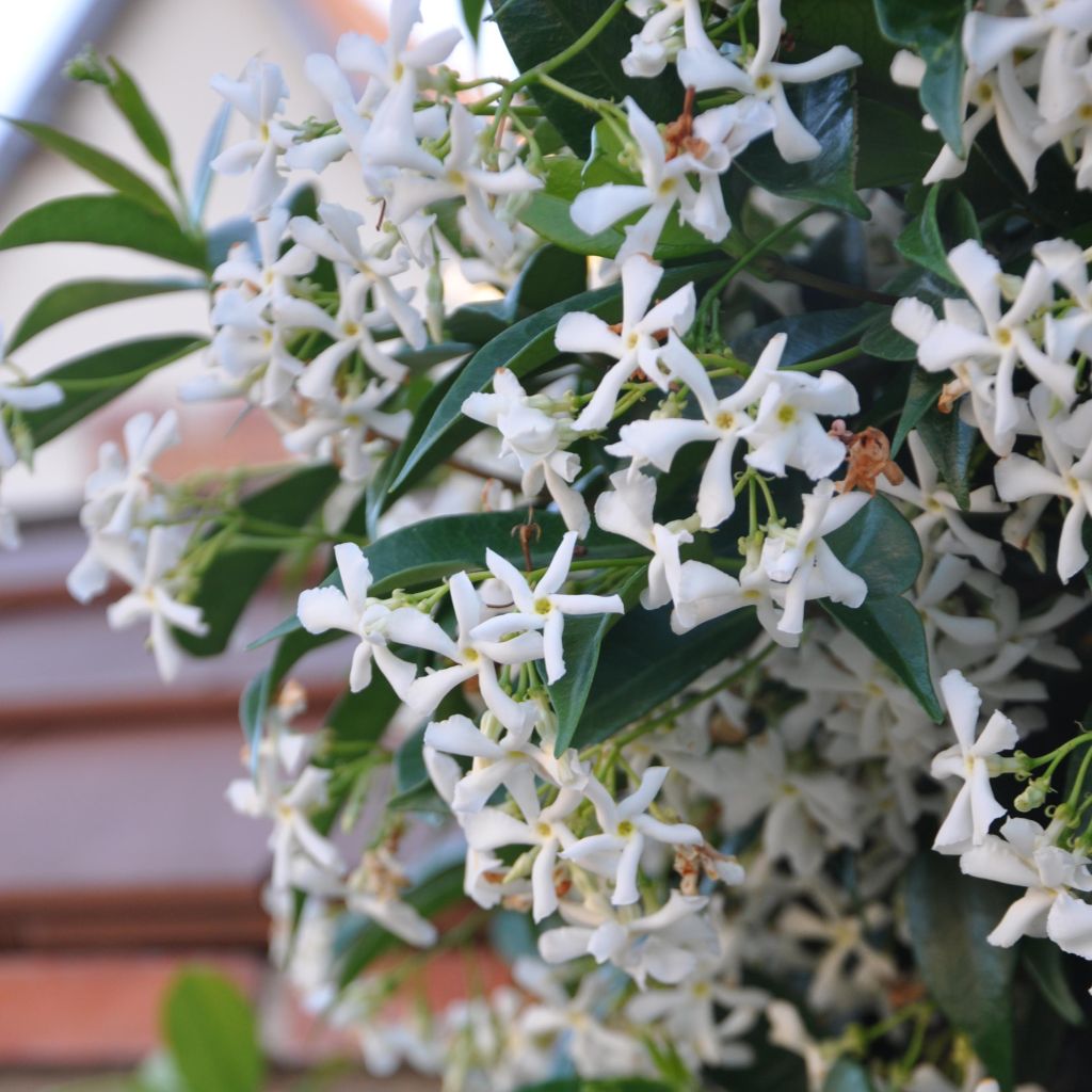 Trachelospermum jasminoides - Toscaanse jasmijn