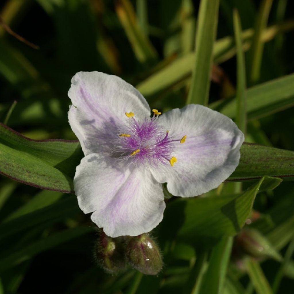 Tradescantia andersoniana Domaine de Courson - Eendagsbloem