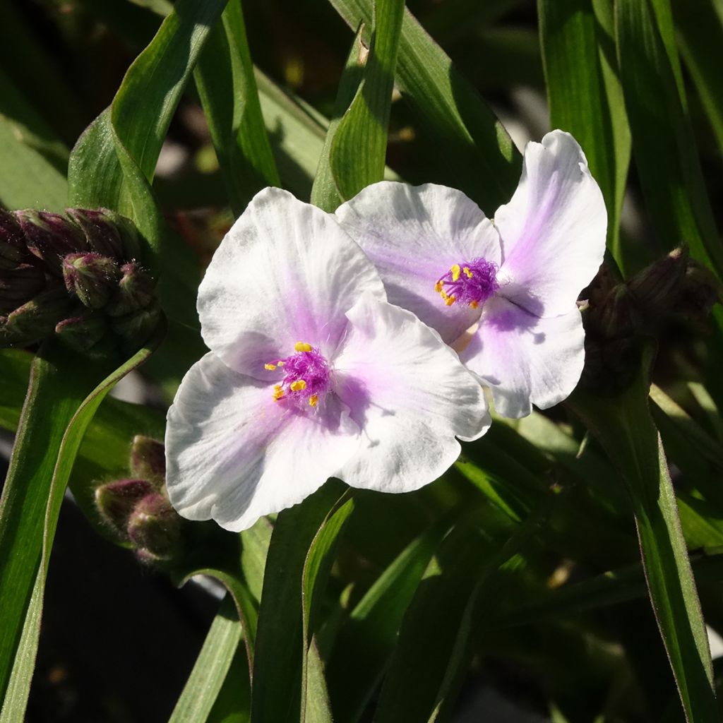 Tradescantia andersoniana Domaine de Courson - Eendagsbloem