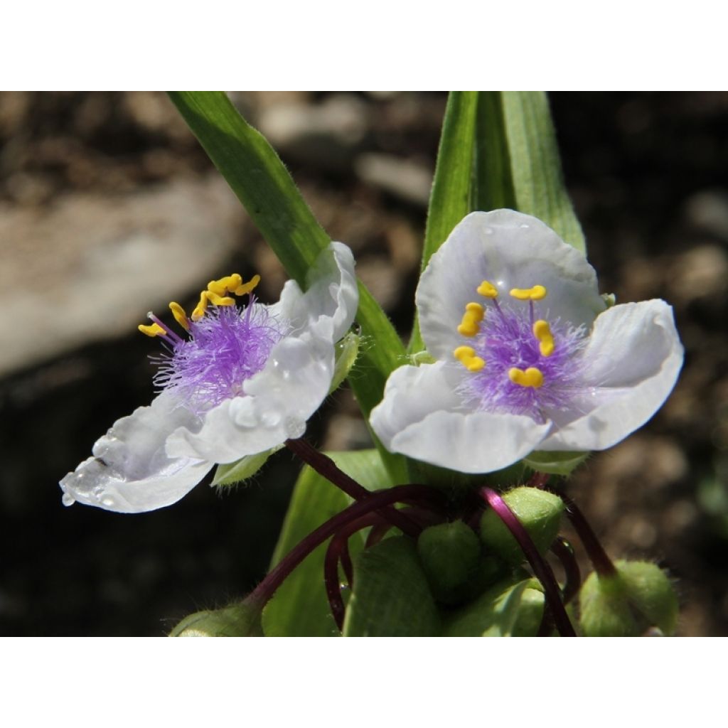 Tradescantia andersoniana Osprey - Eendagsbloem