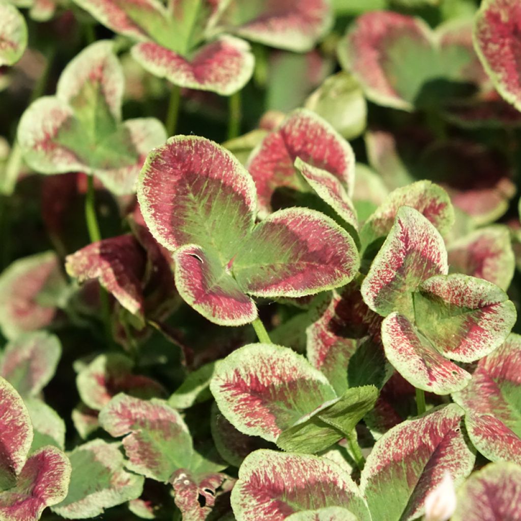 Trifolium repens Estelle - Witte klaver