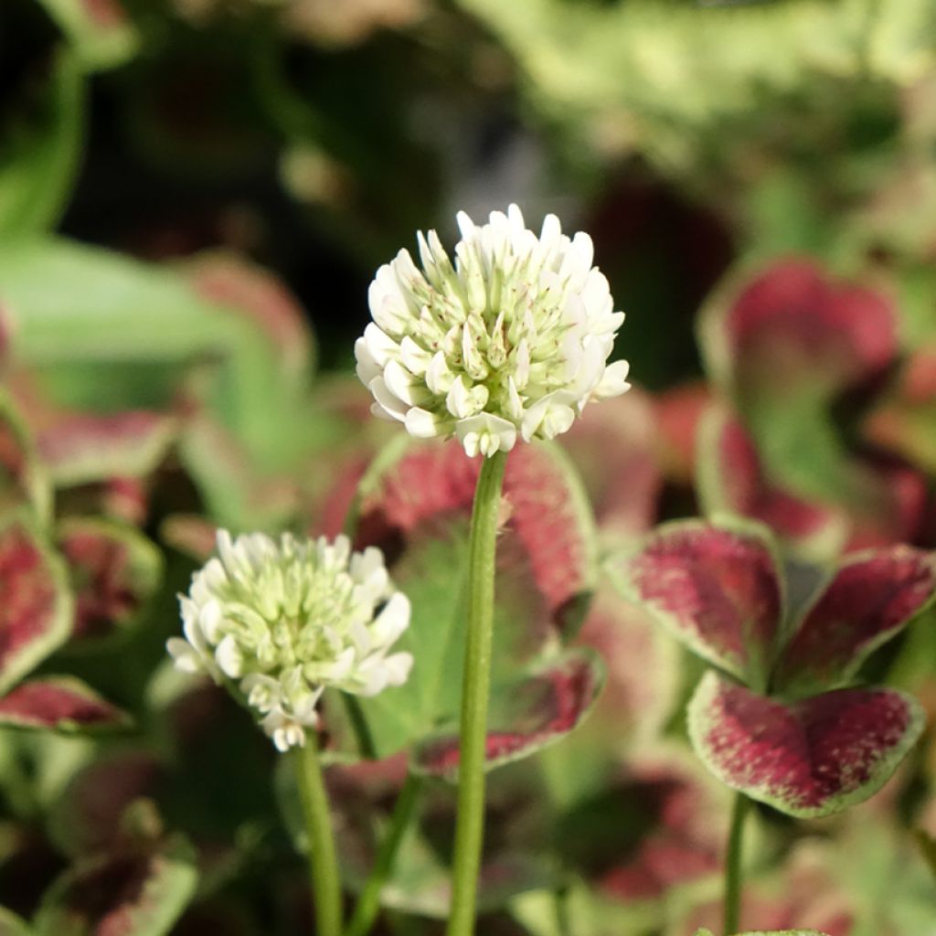 Trifolium repens Estelle - Witte klaver