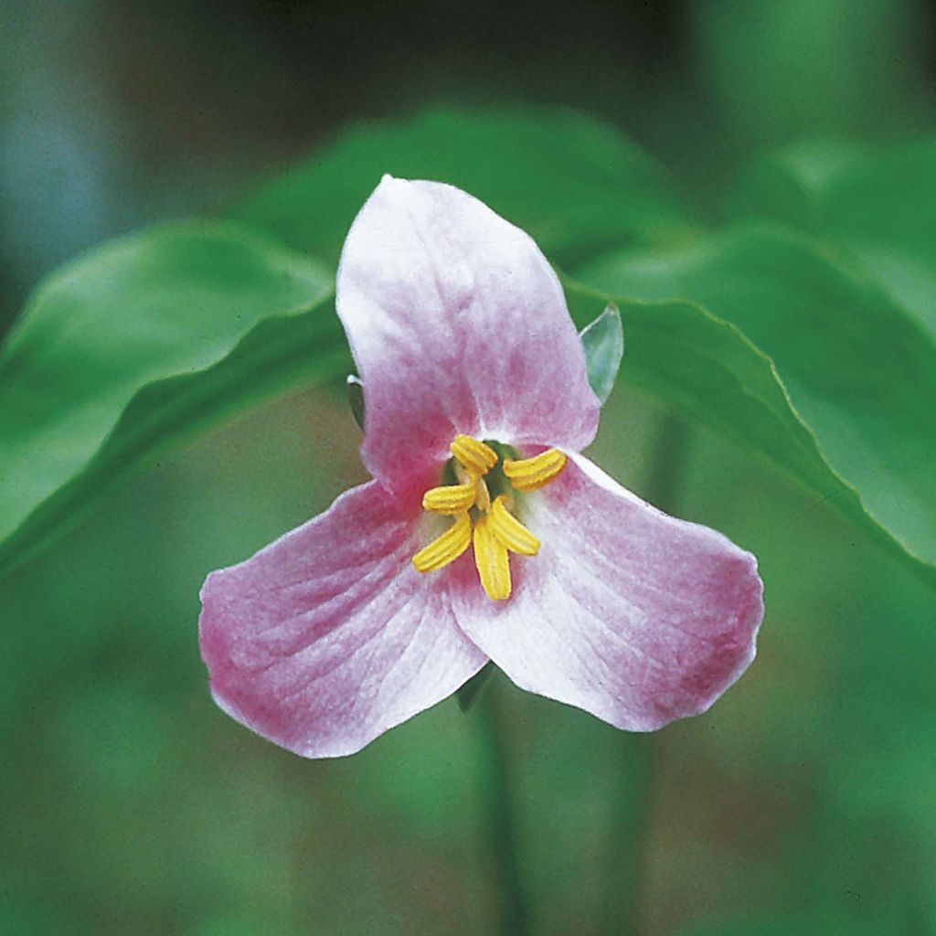 Trillium catesbyi - Drieblad