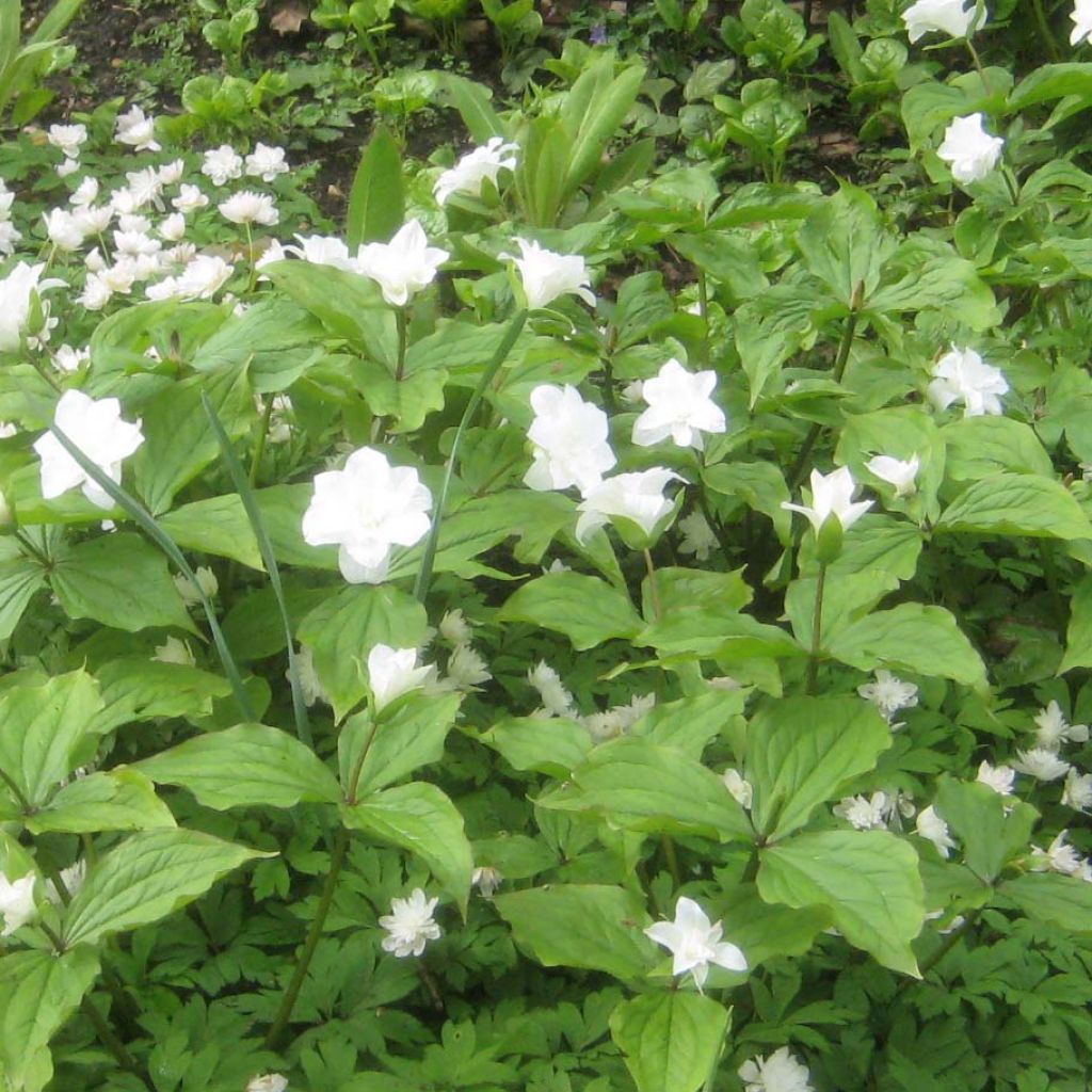 Trillium grandiflorum Flore Pleno - Drieblad
