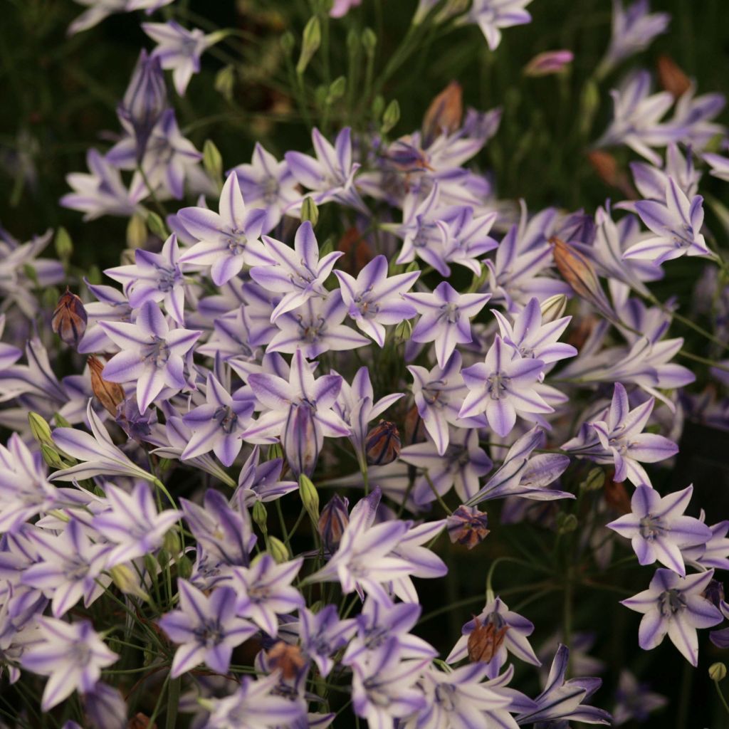 Triteleia Rudy - Brodiaea