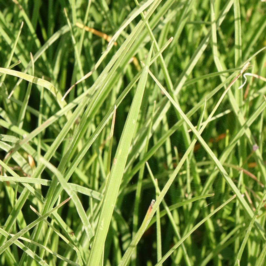 Kniphofia Papaya Popsicle - Vuurpijl