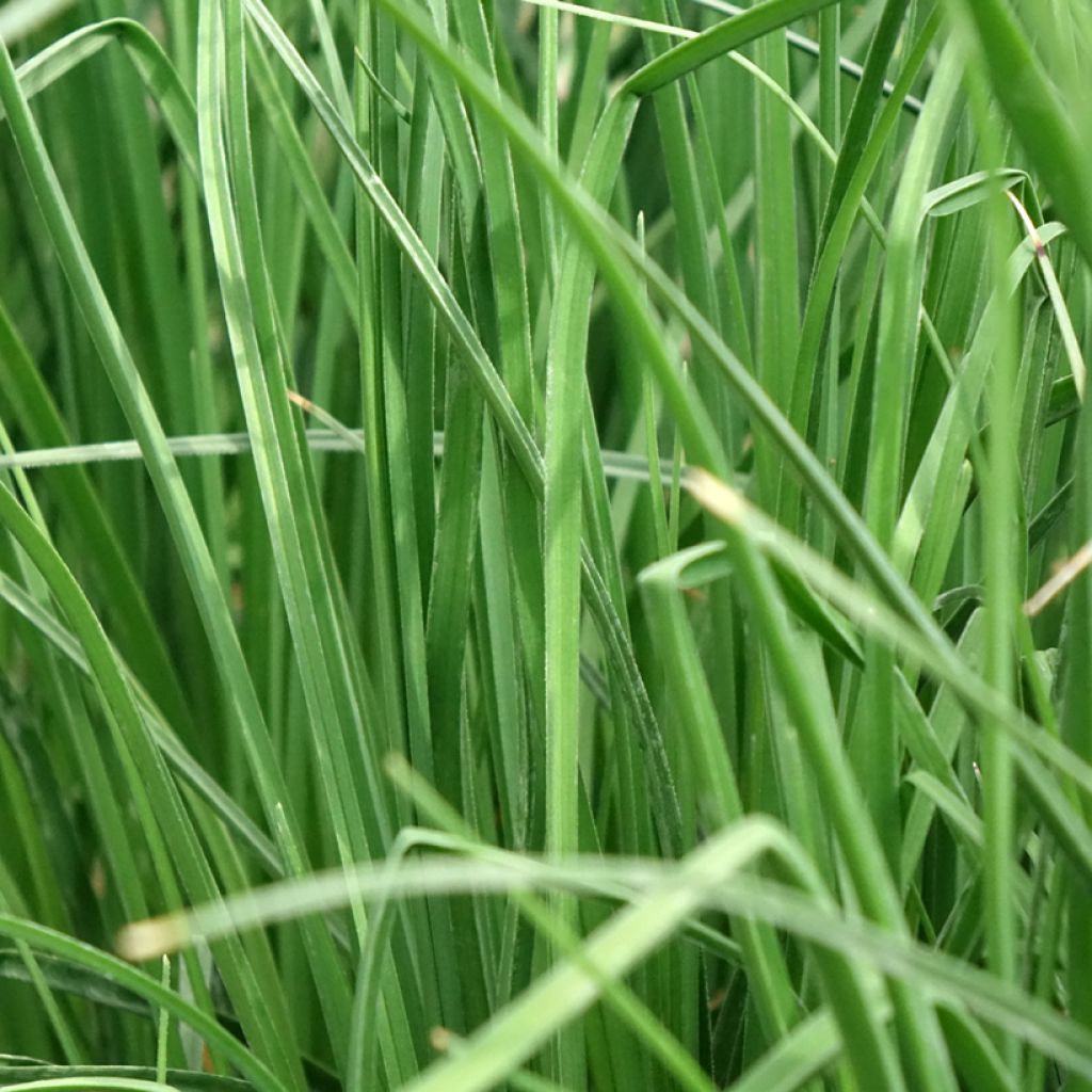 Kniphofia Papaya Popsicle - Vuurpijl