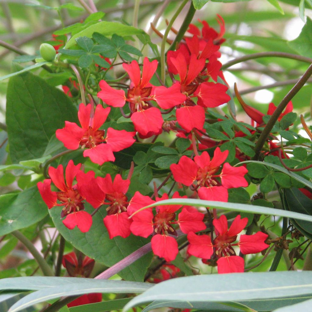 Tropaeolum speciosum - Oostindische kers