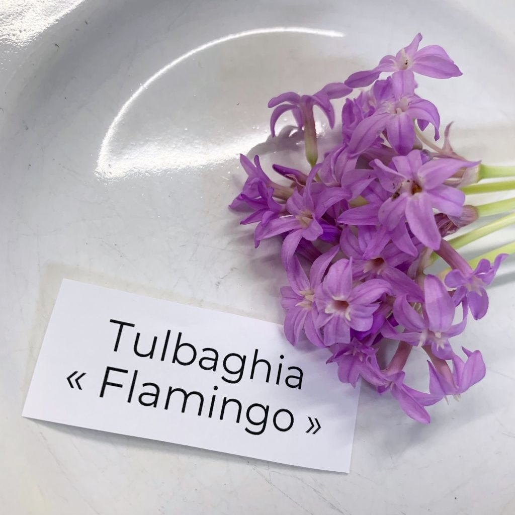 Tulbaghia violacea Flamingo - Kaapse knoflook
