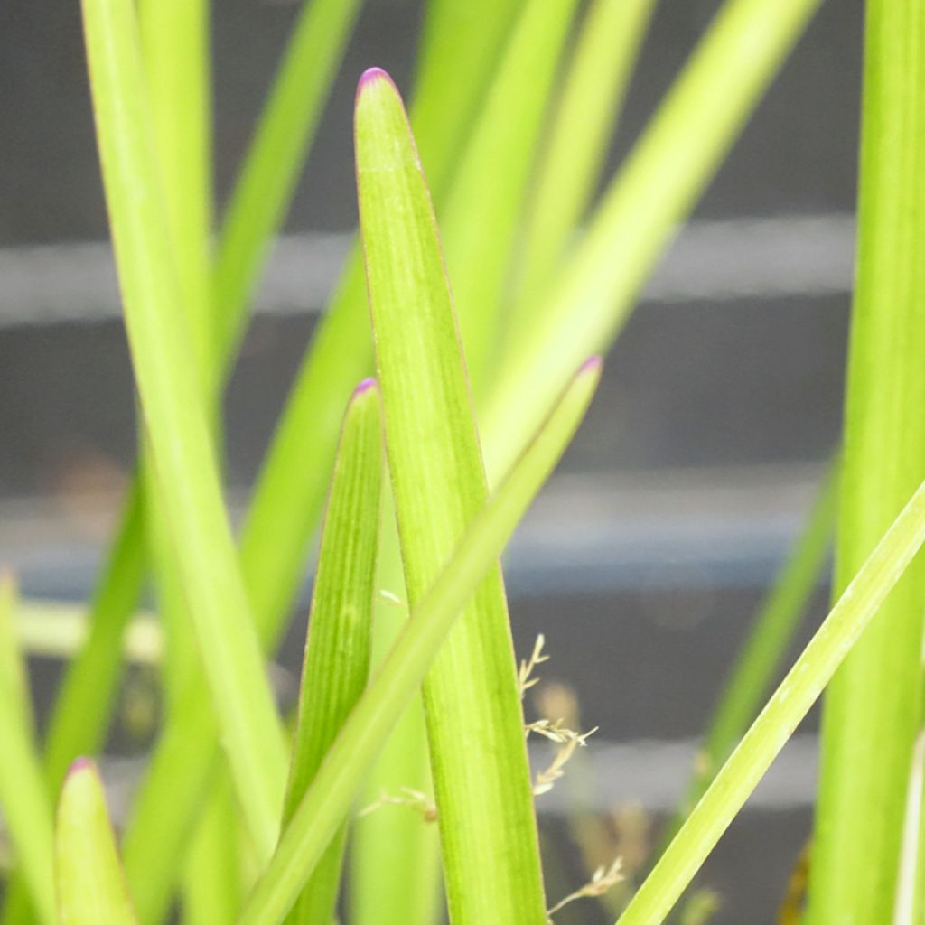 Tulbaghia violacea Flamingo - Kaapse knoflook