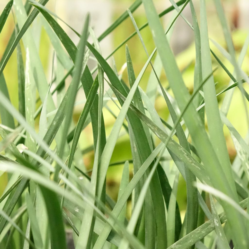 Tulbaghia violacea Pearl - Kaapse knoflook