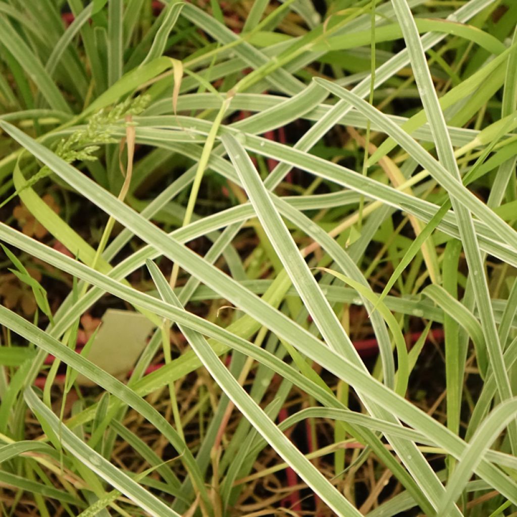 Tulbaghia violacea Silver Lace - Kaapse knoflook