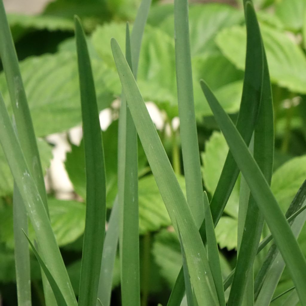 Tulbaghia violacea - Kaapse knoflook