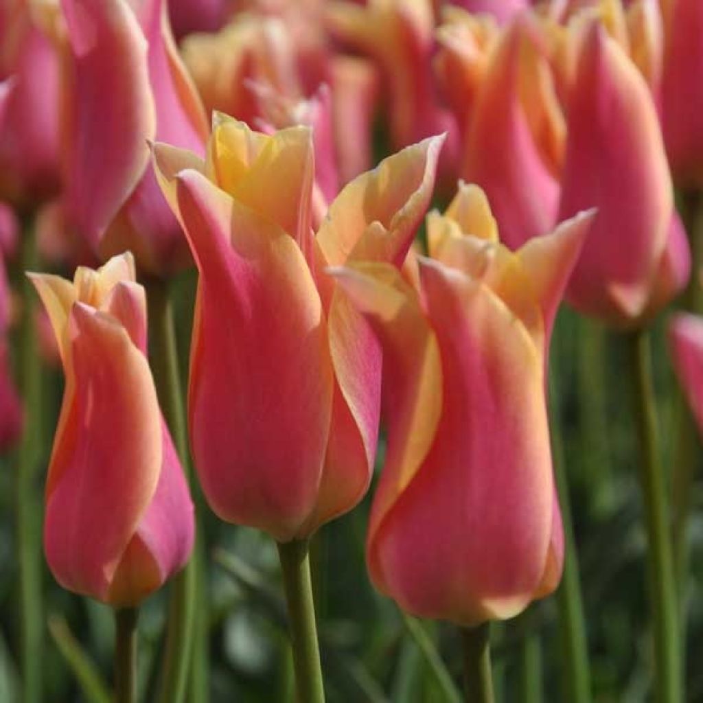 Tulipa Marianne - Leliebloemige tulp