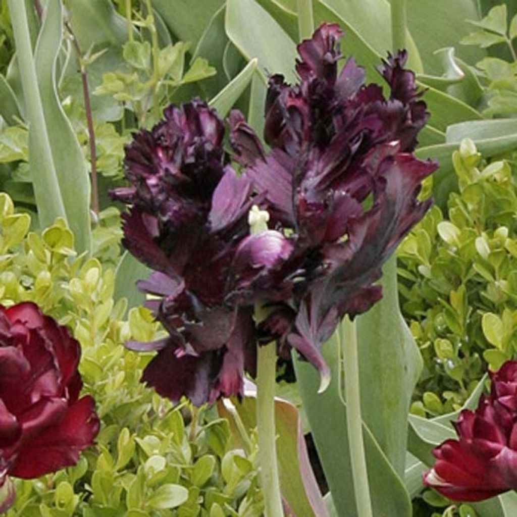 Tulipa Black Parrot - Papegaaitulp