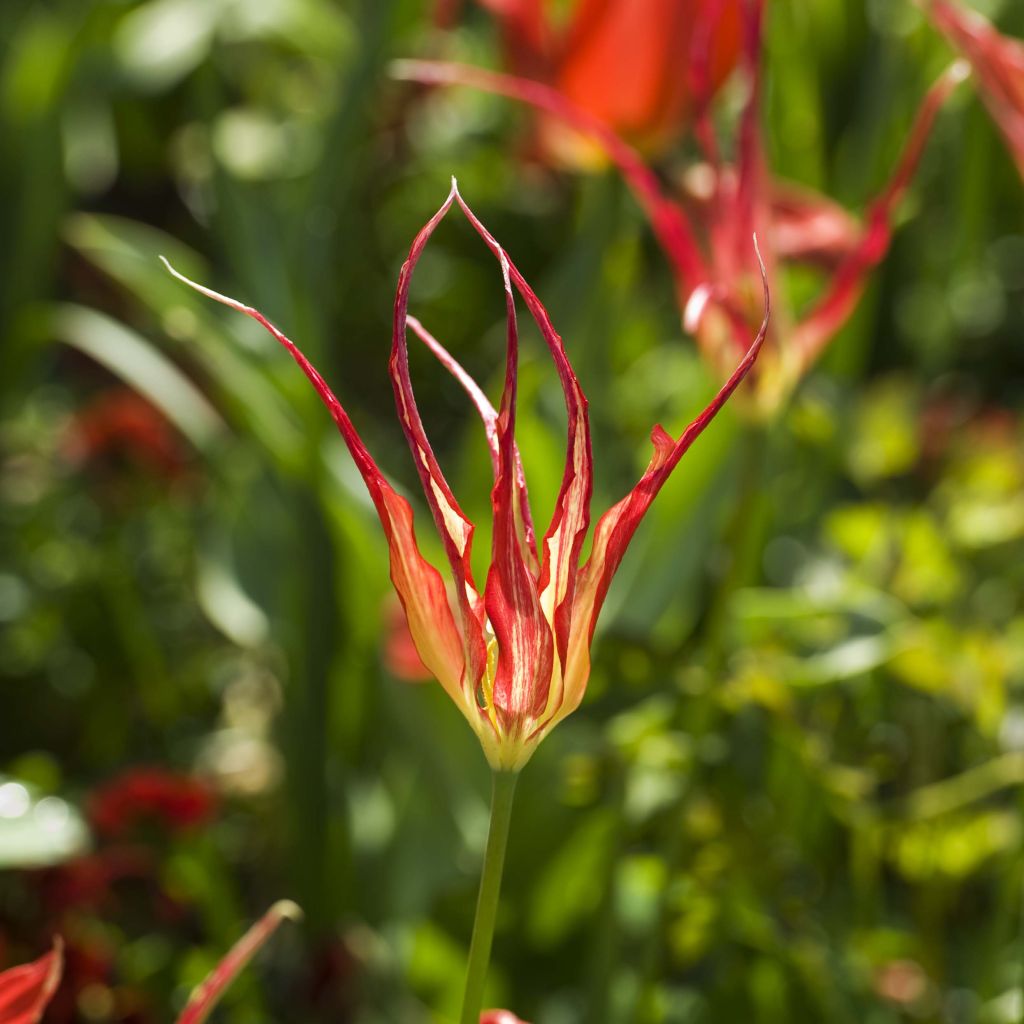 Tulipa acuminata - botanische tulp