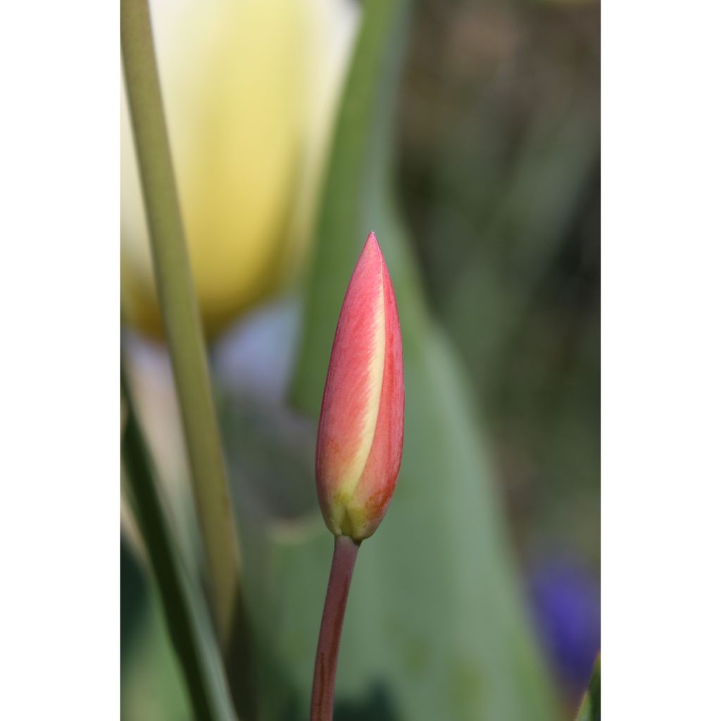 Tulipa clusiana Cynthia - botanische tulp