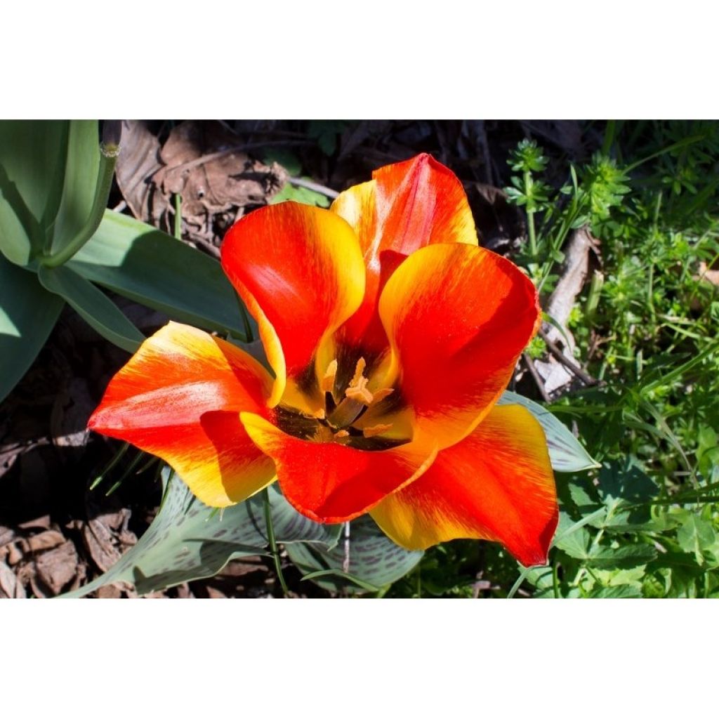 Tulipa greigii Engadin - Greigii‑tulp