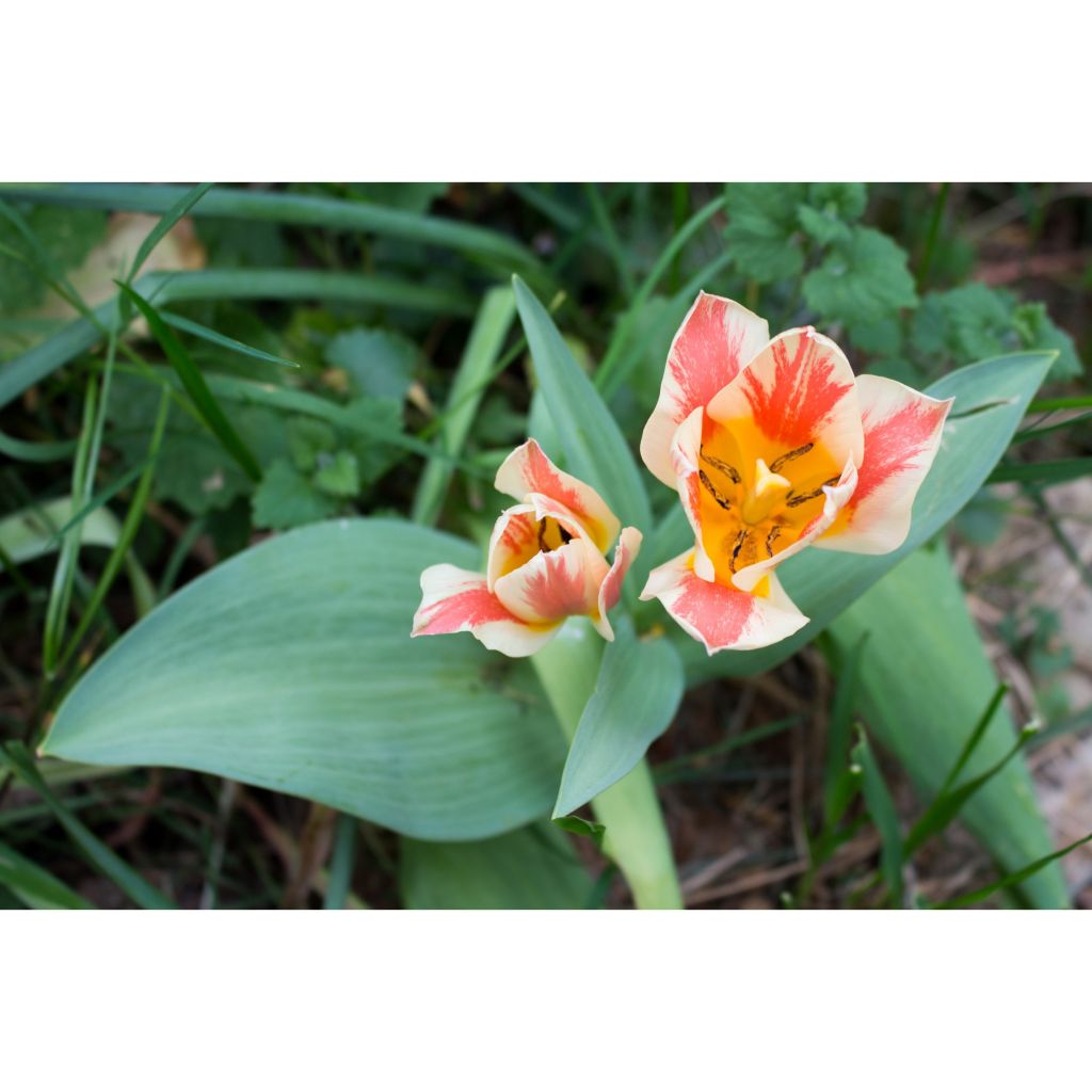 Tulipa greigii Quebec - Greigii‑tulp