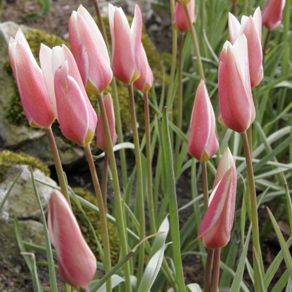 Tulipa clusiana Lady Jane - botanische tulp