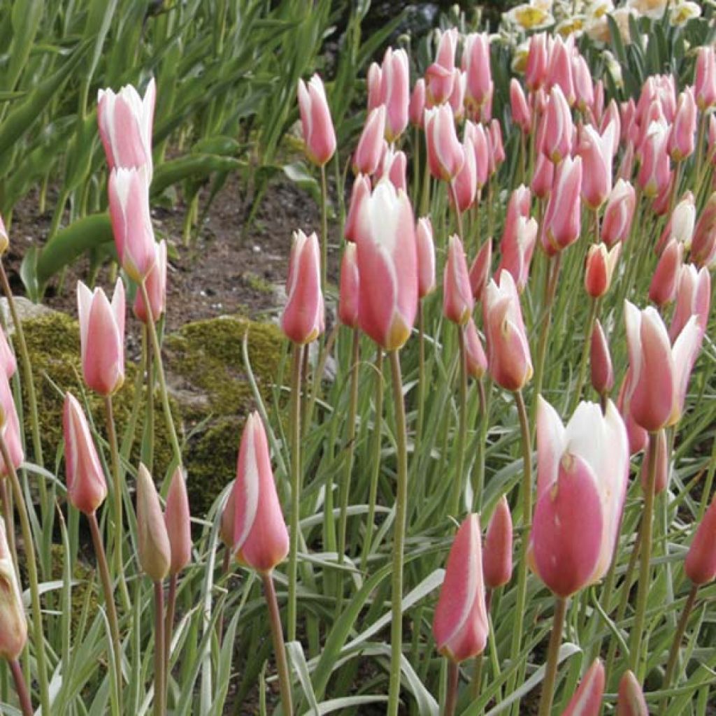 Tulipa clusiana Lady Jane - botanische tulp