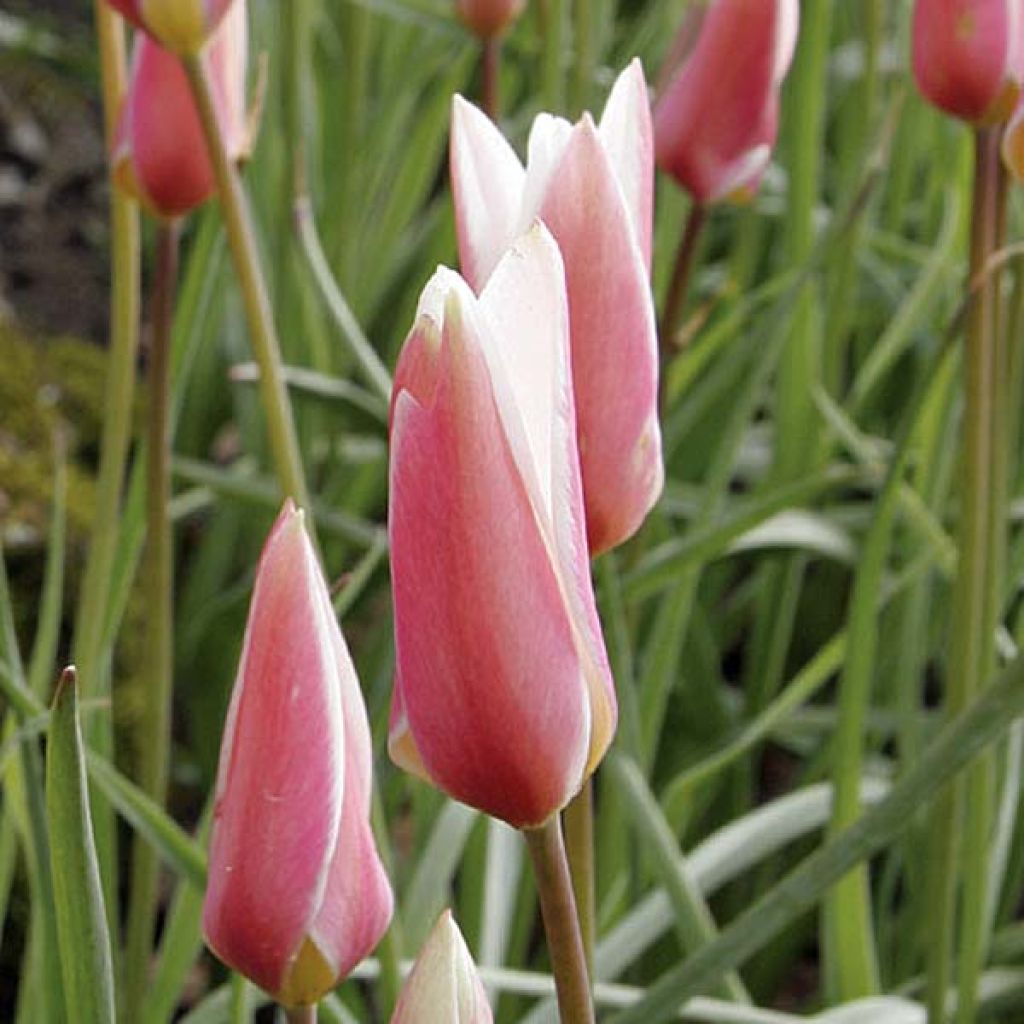 Tulipa clusiana Lady Jane - botanische tulp