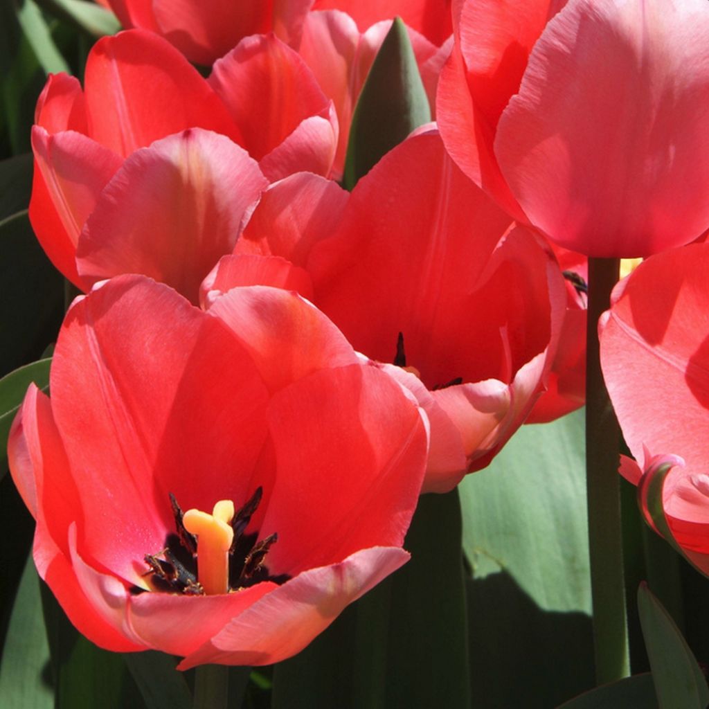 Tulipa praestans Unicum - Meerbloemige tulp