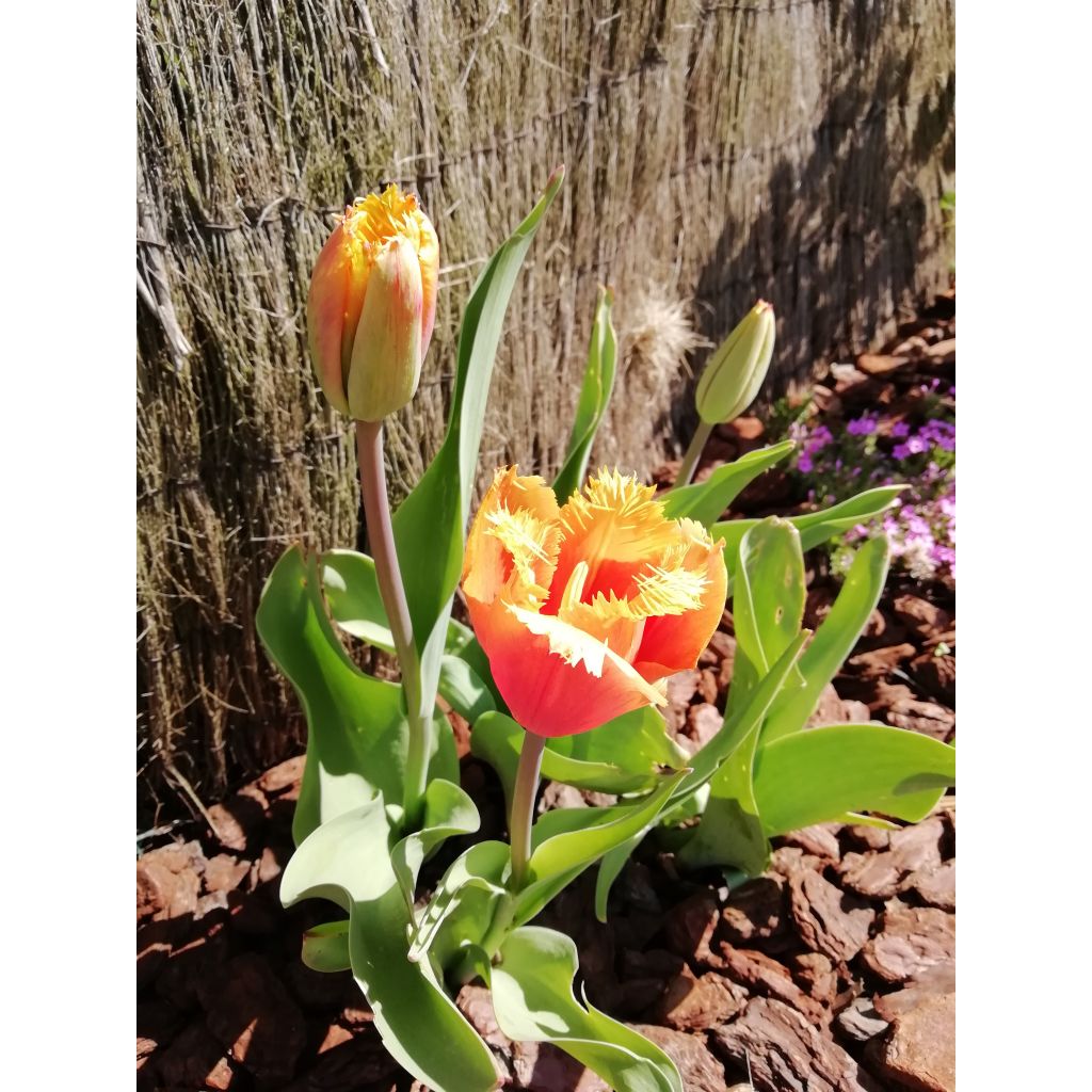Tulipa crispa Lambada - gefranjerde tulp