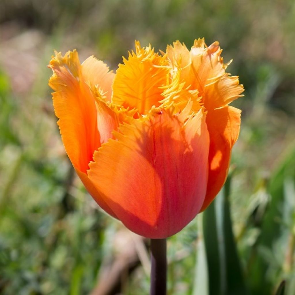 Tulipa crispa Lambada - gefranjerde tulp