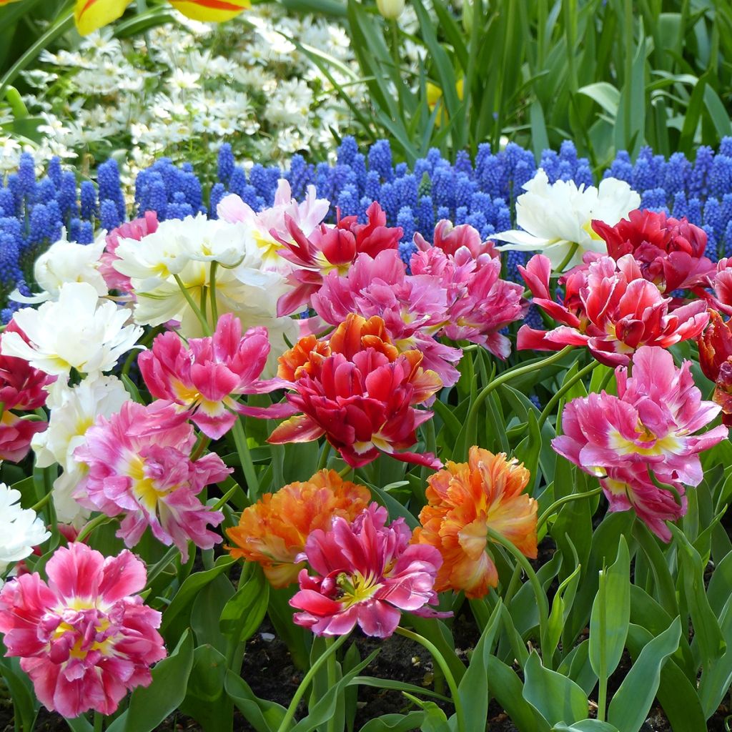 Dubbele vroege tulpen Mix