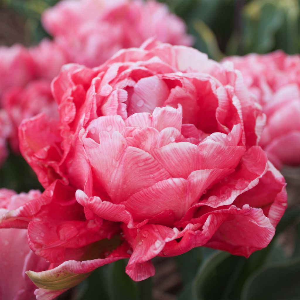 Tulipa Sweet Amy - Dubbele vroege tulp