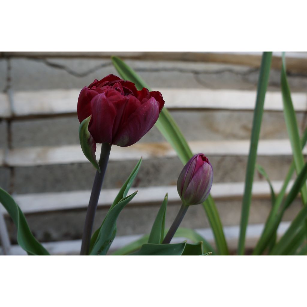 Tulipa Black Hero - Dubbele late tulp