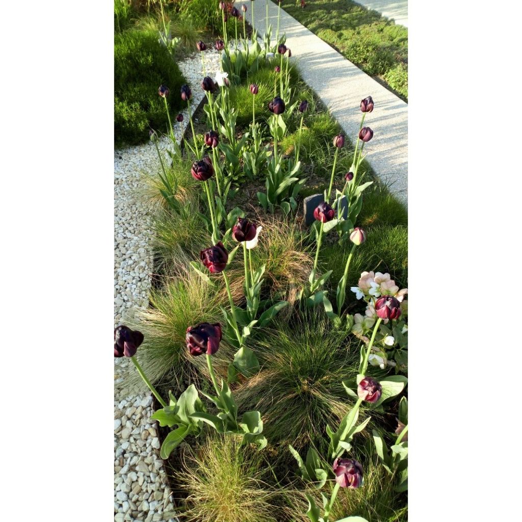 Tulipa Black Hero - Dubbele late tulp