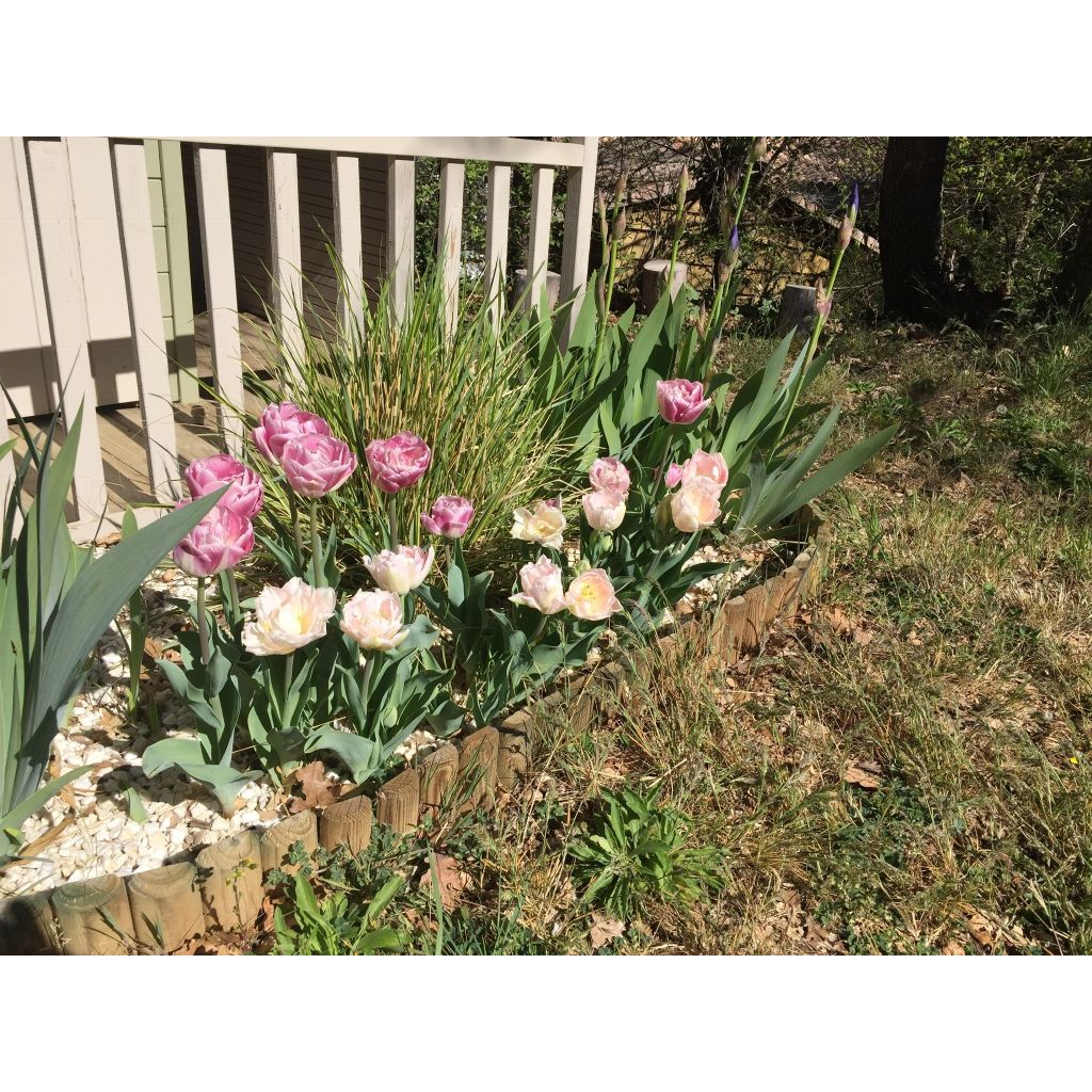 Tulipa You - Dubbele late tulp