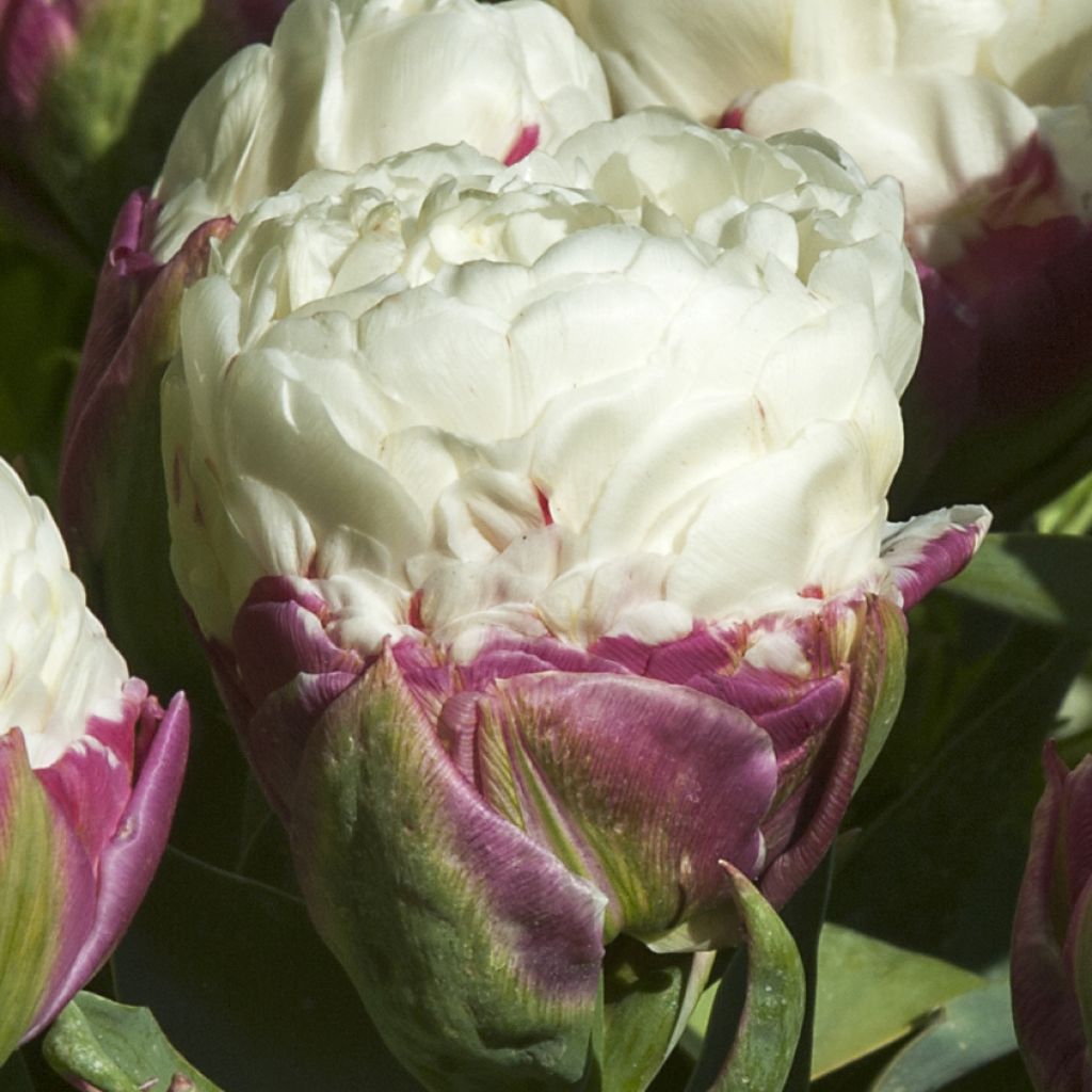 Tulipa Ice Cream - Dubbele late tulp