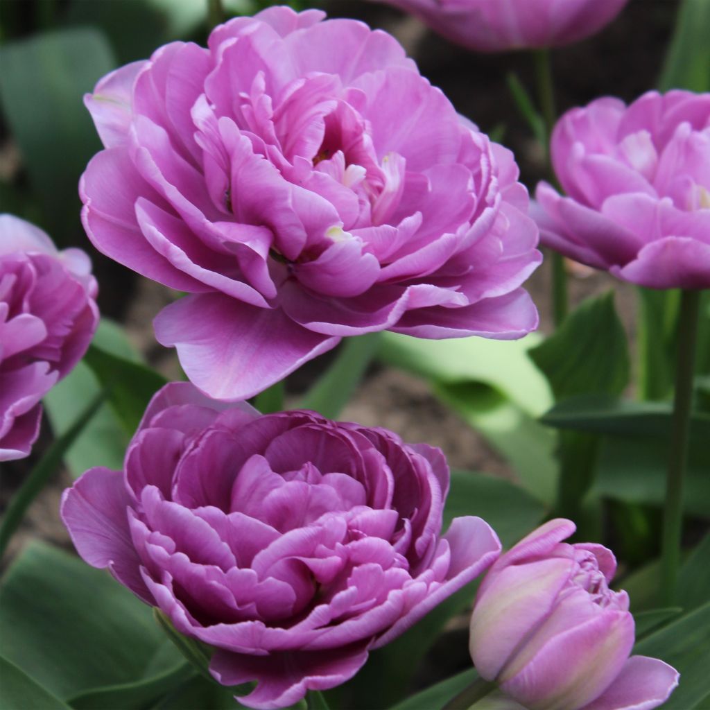Tulipa Lilac Perfection - Dubbele late tulp