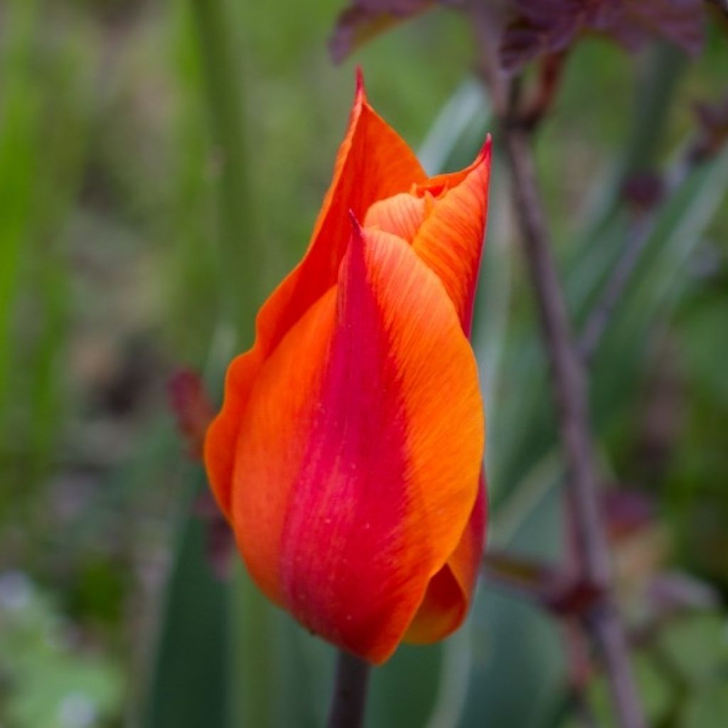 Tulipe Ballerina - Leliebloemige tulp