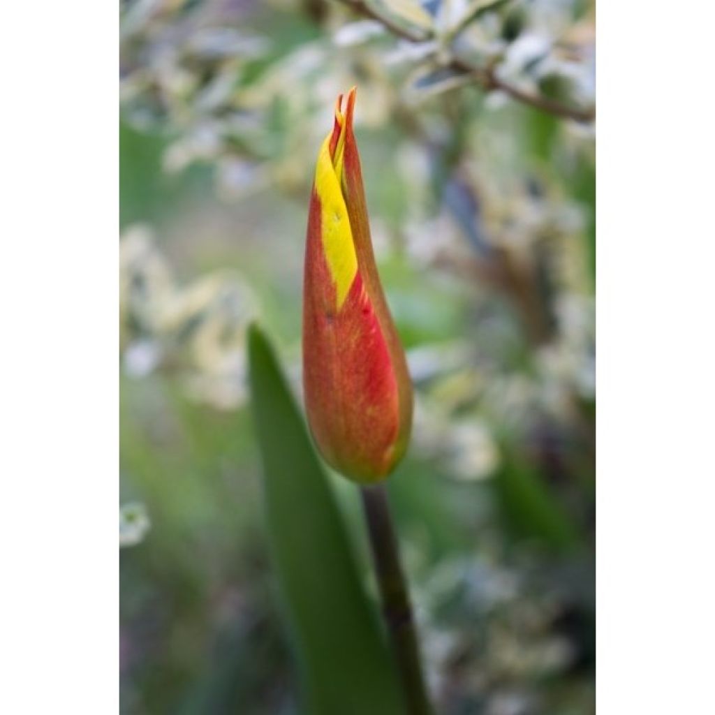 Tulipa Fire Wings - Leliebloemige tulp