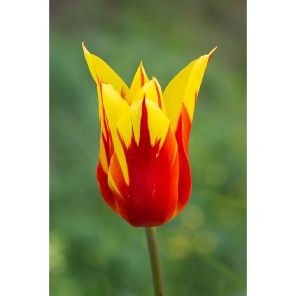 Tulipa Fire Wings - Leliebloemige tulp