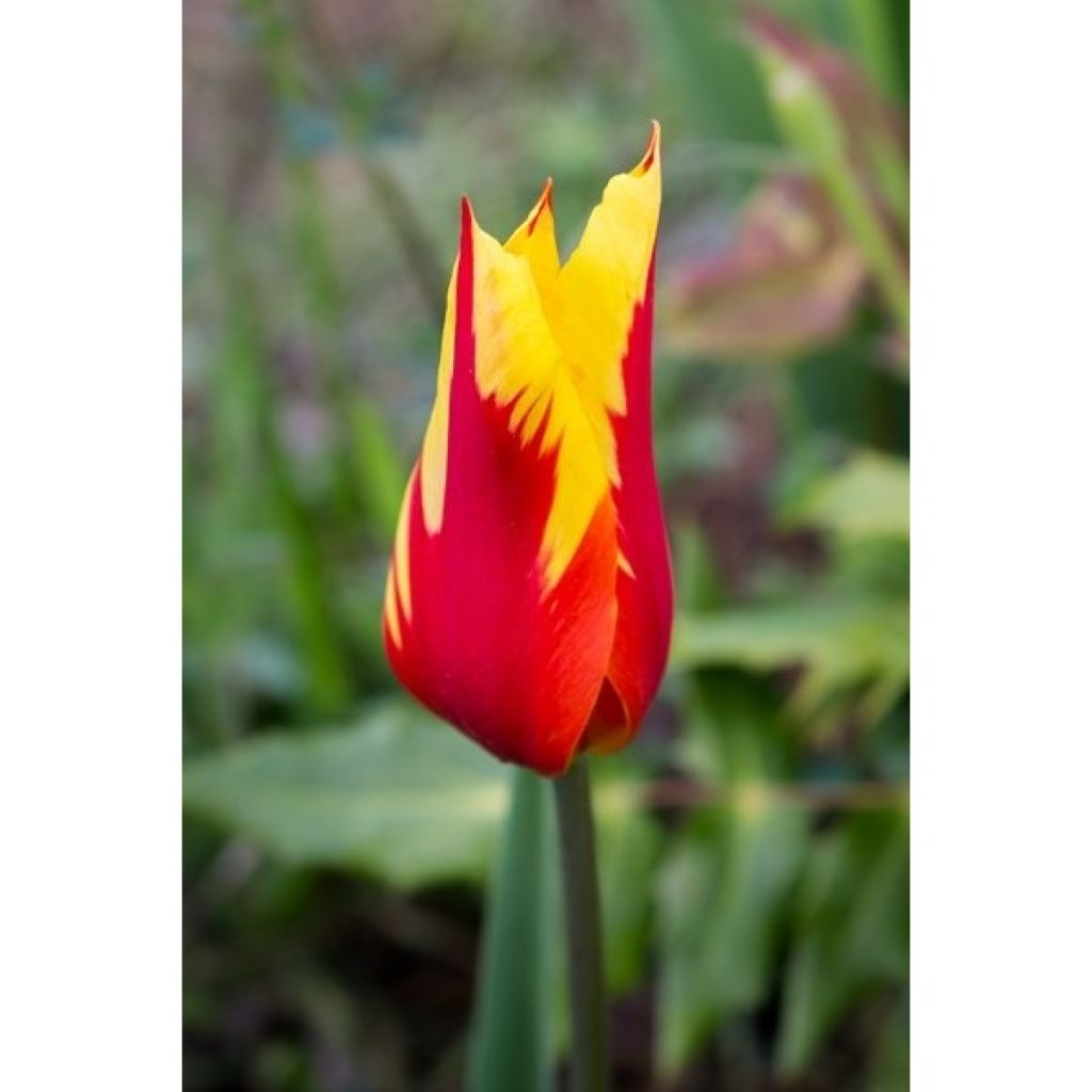 Tulipa Fire Wings - Leliebloemige tulp
